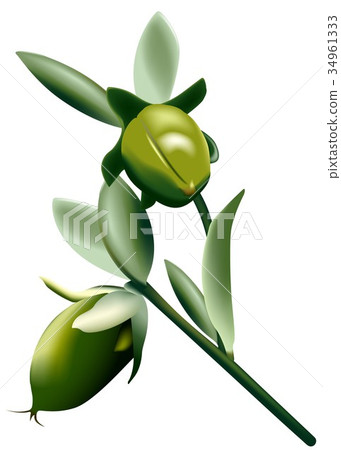 Jojoba Branch Jojoba Branch 34961333