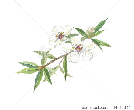 Goryu by Manuka 34961345