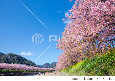 河津櫻花盛開的櫻花伊豆靜岡櫻花櫻花圖像素材複製空間背景素材人物 34962210