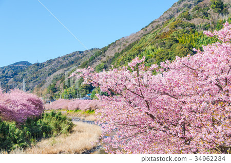 Kawazu cherry blossoms cherry blossoms early in bloom Izu Shizuoka Sakura cherry blossoms image material copy space background material characters 34962284