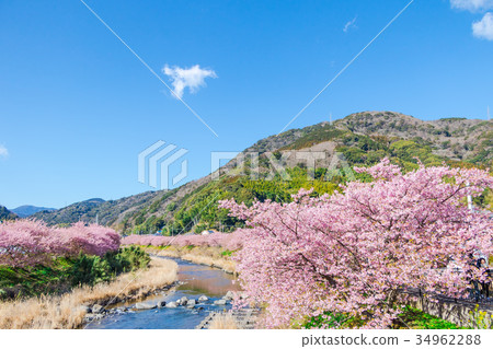 Kawazu cherry blossoms cherry blossoms early in bloom Izu Shizuoka Sakura cherry blossoms image material copy space background material characters 34962288