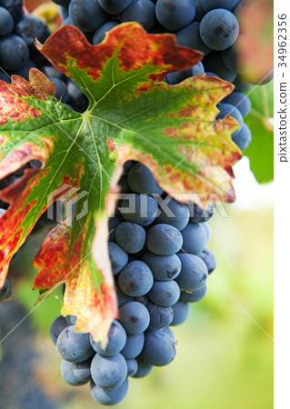 Vineyard, grape harvest in Italy, Piedmont. Vineyard, grape harvest in Italy, Piedmont. 34962356