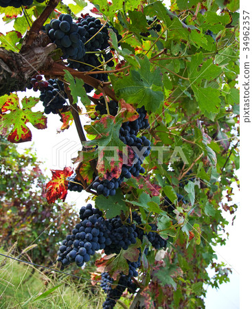 Vineyard, grape harvest. Vineyard, grape harvest. 34962357
