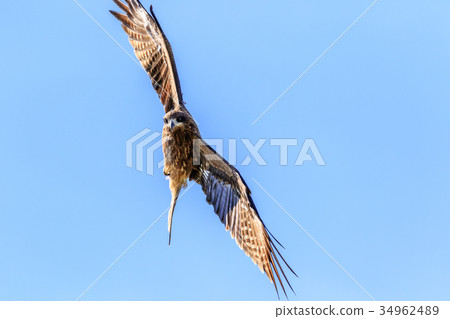 Flight of Tobi 34962489