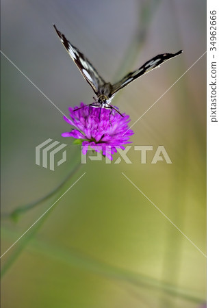 butterfly resting in a pink flower facade butterfly resting in a pink flower facade 34962666