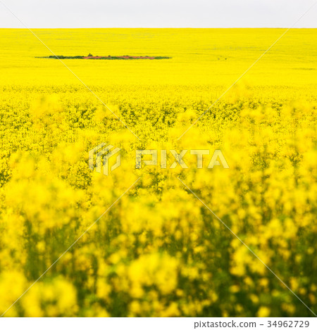 in south africa close up of the colza field in south africa close up of the colza field 34962729