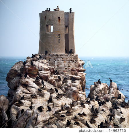 in south africa  wildlife  nature birds   and  34962730