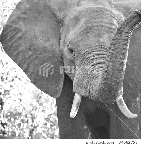 in south africa wildlife nature in south africa wildlife nature 34962753