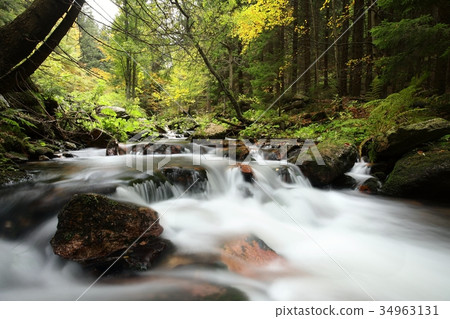 Forest stream flowing from the mountains Forest stream flowing from the mountains 34963131
