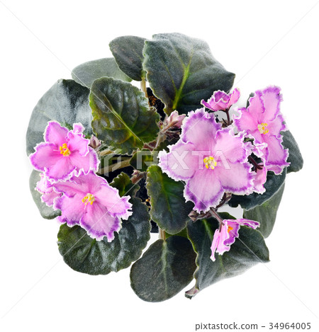 Pink violet in pot isolated on white background. 34964005
