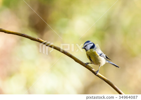 An coal tit An coal tit 34964087