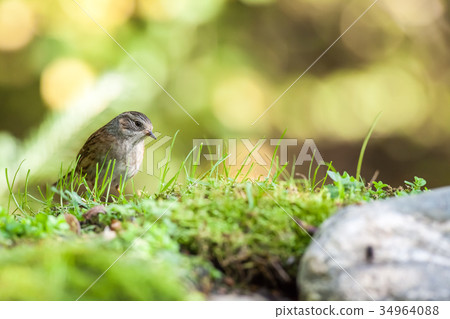 one beautiful Dunnock one beautiful Dunnock 34964088