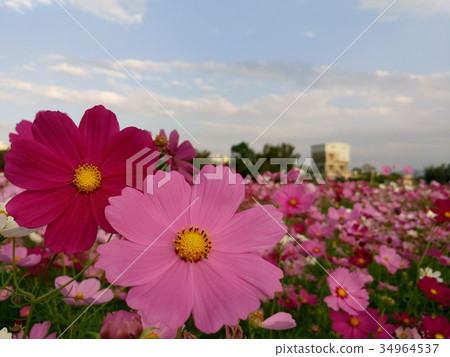 Cosmos flower sea 34964537