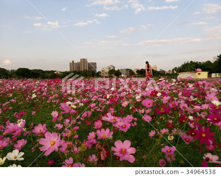 波斯菊花海 34964538