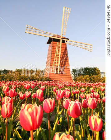 鬱金香花季 鬱金香花季 34964540