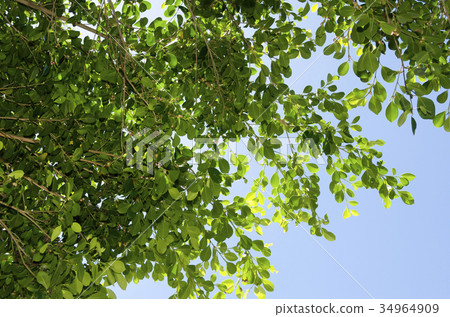 Banyan leaves Banyan leaves 34964909