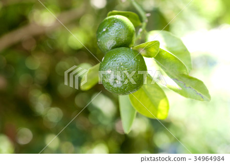 扁實檸檬 34964984