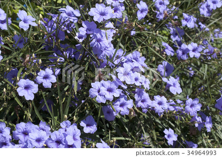 Willow Bar Irasou 34964993