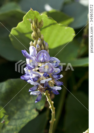 Taiwanese flowers 34965072