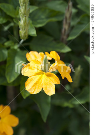 Crosandra flower Crosandra flower 34965089