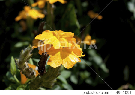 Crosandra flower 34965091