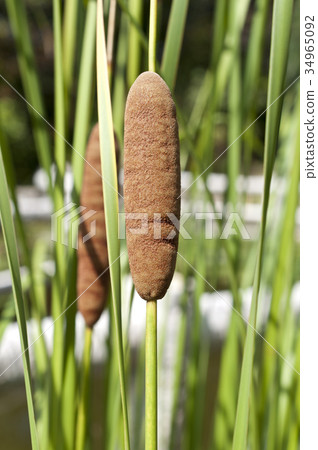 Ears of a gigantic eye 34965092