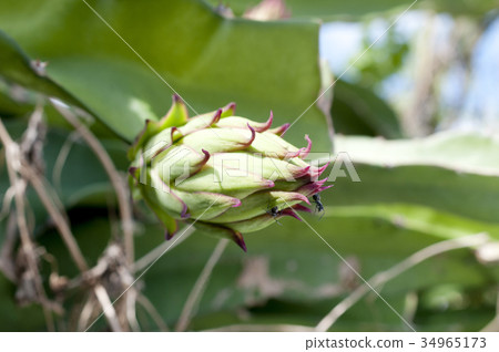 Bud of dragon fruit Bud of dragon fruit 34965173