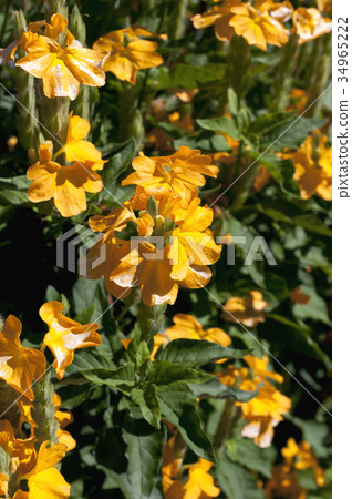 Crosandra flower Crosandra flower 34965222