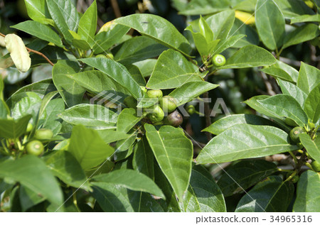 Inuviwa Inuviwa 34965316