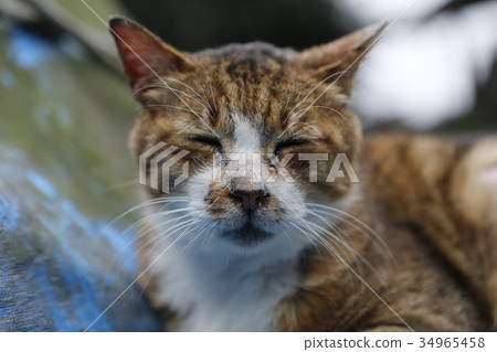 Cat, cat, ネコ Cat, cat, ネコ 34965458