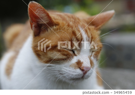 貓，cat，ネコ 34965459