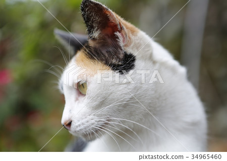 貓，cat，ネコ 34965460