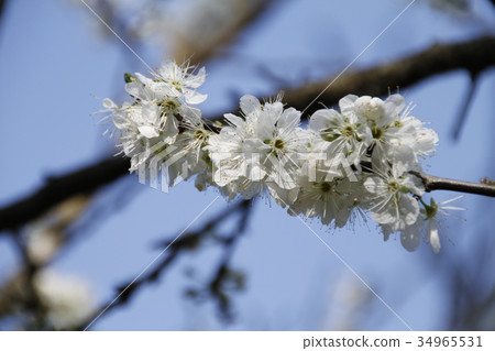 花，李花，Plum flower，はな 34965531