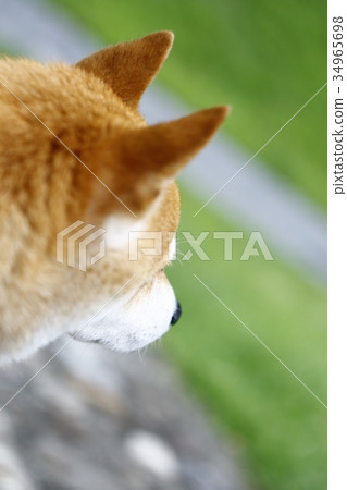 Shiba Inu Shiba Inu 34965698