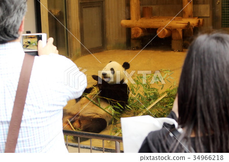 Tourist photographing panda eating moth 34966218