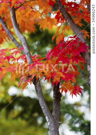 潮濕的樹葉 34966243