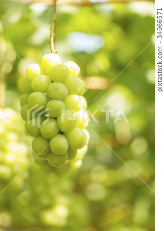 Shine Muscat 34966571