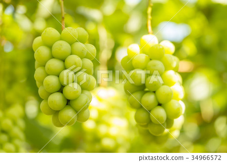 Shine Muscat 34966572