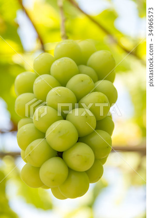 Shine Muscat 34966573