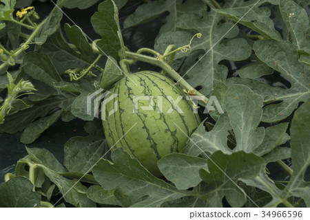 西瓜領域 34966596