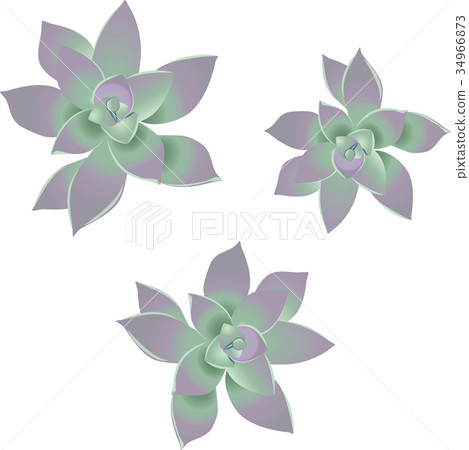 Grap Petalum Paraguaense Grap Petalum Paraguaense 34966873