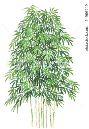 Yadake sketch, precision plant drawing of arrow bamboo Yadake sketch, precision plant drawing of arrow bamboo 34966949