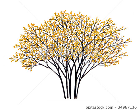 Robai precision plant drawing wax plum blossoms Robai precision plant drawing wax plum blossoms 34967130