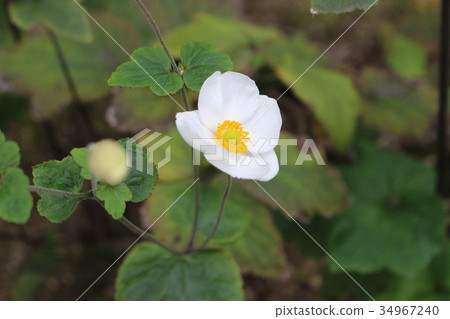 Shiki Iku Shiki Iku 34967240