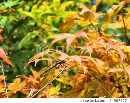 Colored maple and red dragonfly Colored maple and red dragonfly 34967727