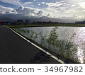 Sunlight on the paddy field 34967982