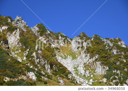 Senjakiken curl in autumn 34968038