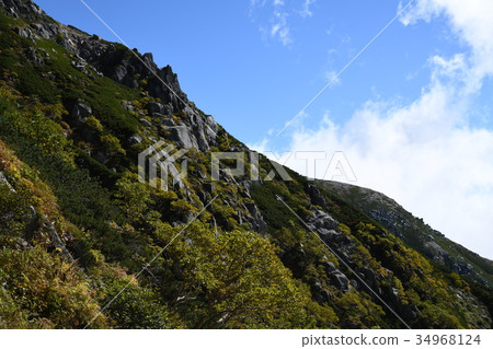 Senjakiken curl in autumn 34968124