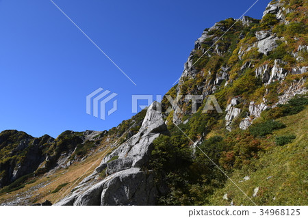 Senjakiken curl in autumn 34968125