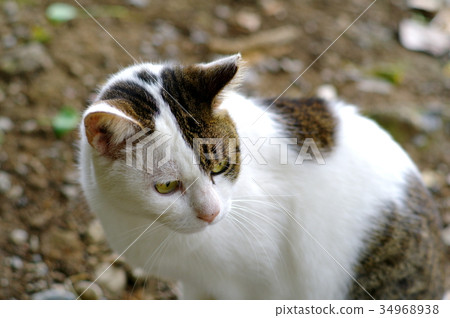 在公園Kijitra白色a的貓會議 34968938